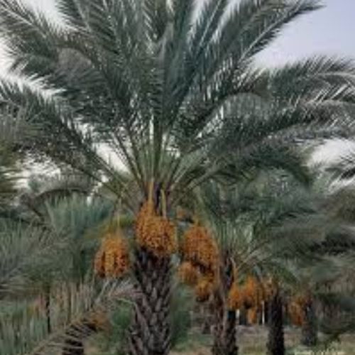 دانلود آهنگ زیر او نخل بلندو سر او کیچه قشنگو